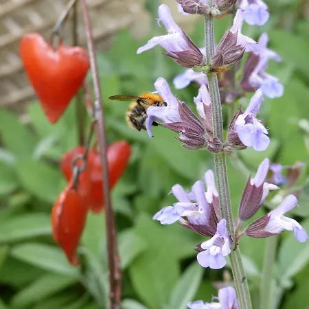 Bed and breakfast La Maison Rouge