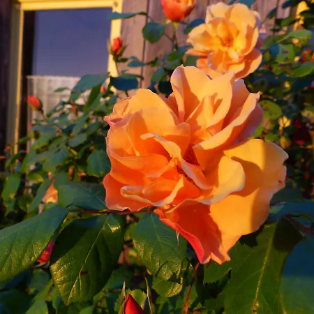 La Maison Rouge 3* Chauvigny